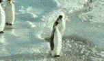 8a3c81cb39dbb6fd0cb672d10824ab18952b37ba.gif